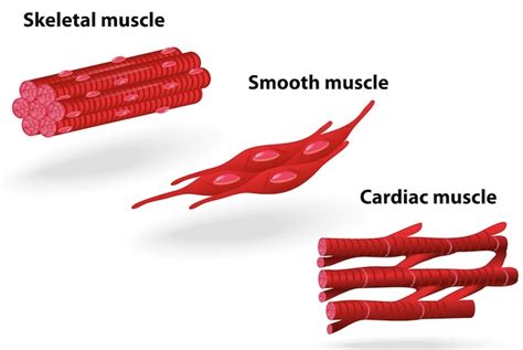 Types Of Muscle Tissue — Science Learning Hub