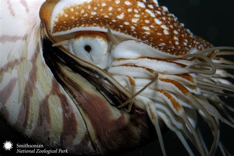 Smithsonian Insider Nautilus Shell Deformity Puzzles Scientists