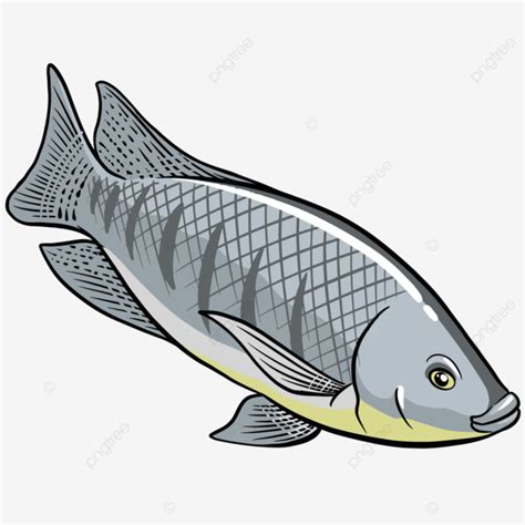 Gambar Vektor Ikan Nila Ikan Mujair Ikan Kakatua Nila Png Dan Vektor Dengan Background