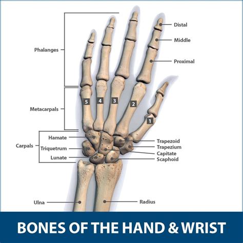 Wrist Fractures Information Florida Orthopaedic Institute