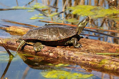 Western Painted Turtle Care Guide Varieties Pictures Lifespan