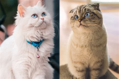 Persian Scottish Fold Cat Mix Care Guide Pictures Info And More Hepper