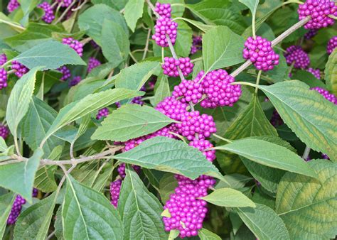 American Beautyberry Shines In Mississippi Mississippi State