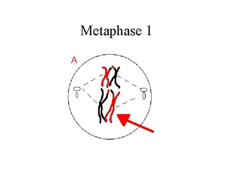 Meiosis A Type Of Cell Division That Results