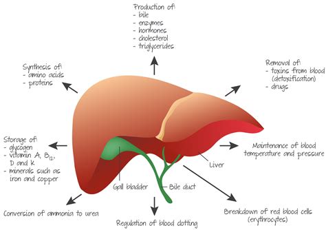 Learn about the human liver. Diagram of the liver and gall bladder showing the most important functions of the liver. SUMMARY ...