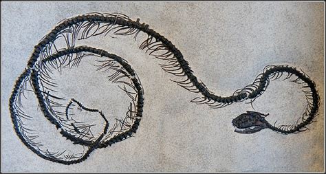 Fossilized Snakes A Gallery On Flickr