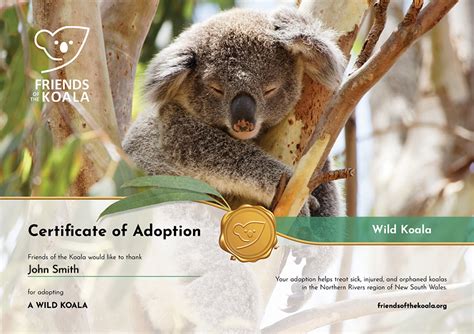 Adopt A Koala Friends Of The Koala