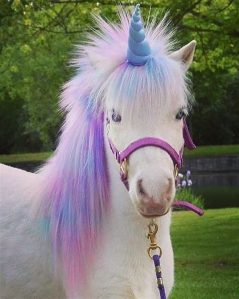 Top 25 Fantastical Unicorn Ts Cute Baby Animals Unicorn Pictures