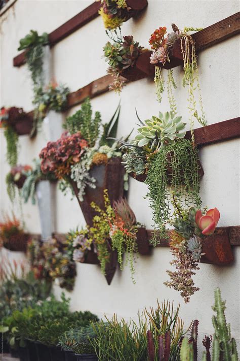 More images for how to build a succulent wall » Succulent Wall Garden | Stocksy United