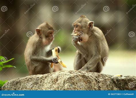 Two Monkeys Stock Image Image Of Africa Hairy Asia 36377383