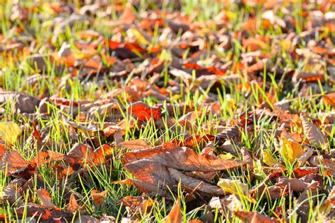Fallen Autumn Leaves On Bright Green Grass In Sunny Morning Light Fall