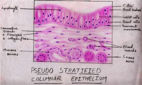 Stratified Columnar Epithelium Tissue Squamous Photograph By Biology Pics