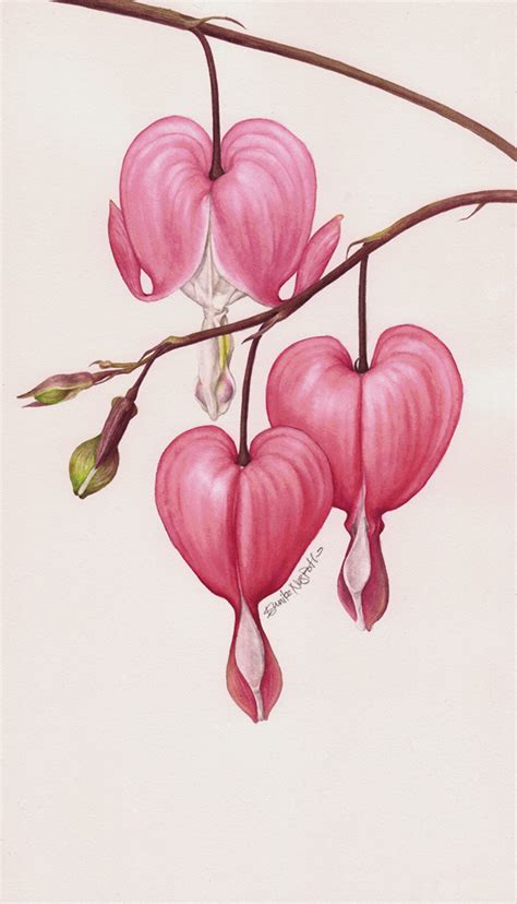 Discover more posts about heart drawing. Botanical Portrait II - FLOWER on Behance