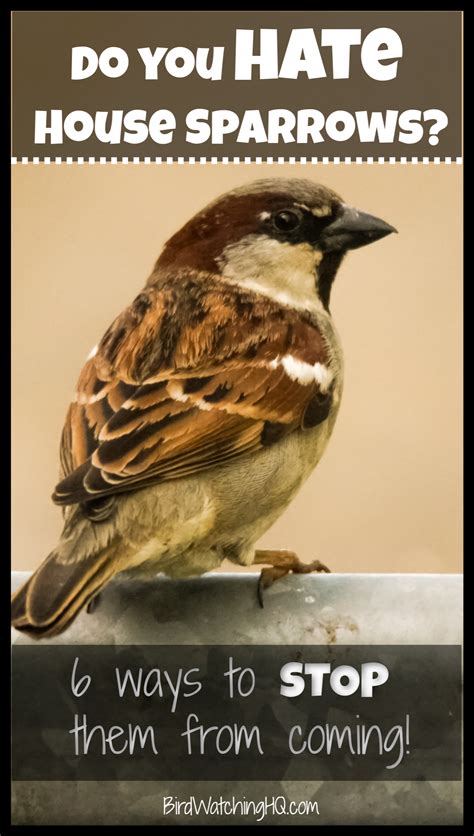 6 Proven Tips To Stop House Sparrows From Taking Over Your Feeders
