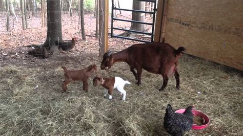 Baby Goats 25 Nov 14 Youtube