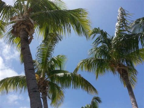 Palm Trees Florida Keys Florida Keys Palm Trees Pictures Plants