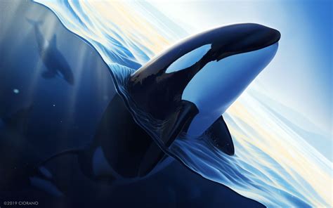 Orca Underwater Wallpaper