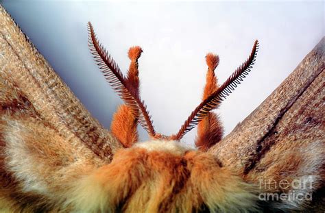 Moth Antennae Photograph By Wernher Krutein Fine Art America