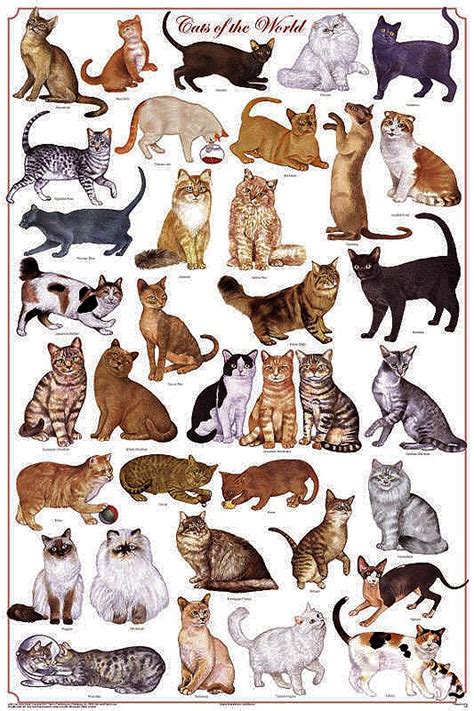 Pin By Jenny Suwaana On Feline Prints Cat Breeds Cat Breeds Chart Cat Posters