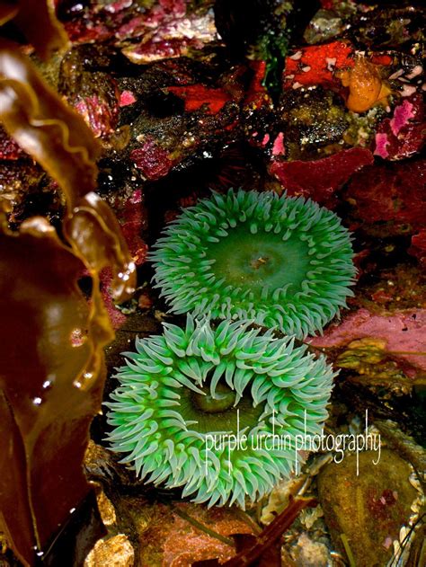 Two Green Sea Anemones In A Tidepool Green Genes Sea Anemone