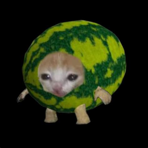 I Made A Watermelon Cat Cat Memes Baby Cats Funny Animal Pictures
