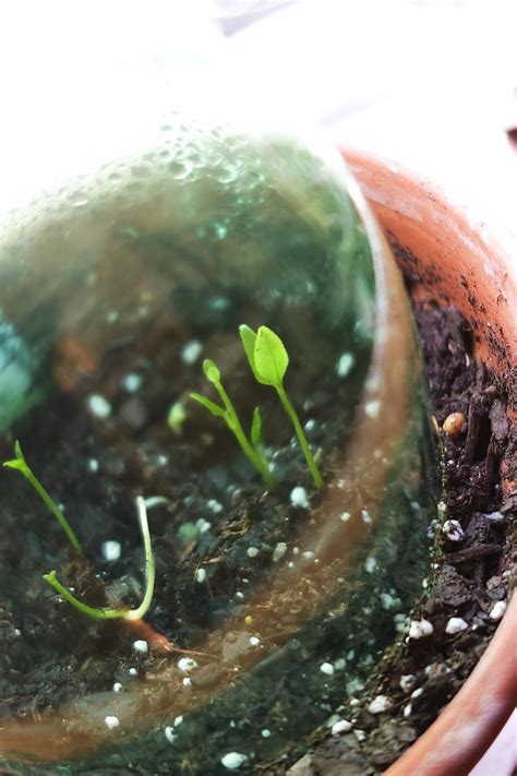 How To Grow A Meyer Lemon Tree From A Seed Indoors