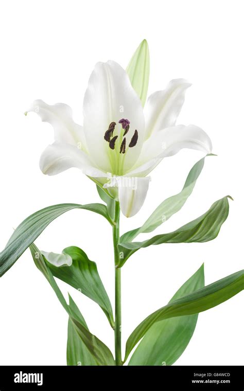 Close Up Of White Oriental Lily Flower Stem And Leaves Isolated On