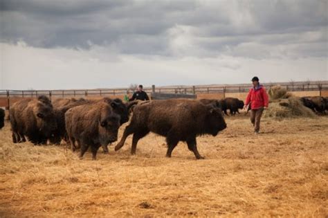 The American Buffalo By Ken Burns Welcomed In Montana Will Premiere Oct Flipboard