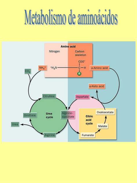 Mapa Mental Aminoacidos Metabolismo Dos Nutrientes Images