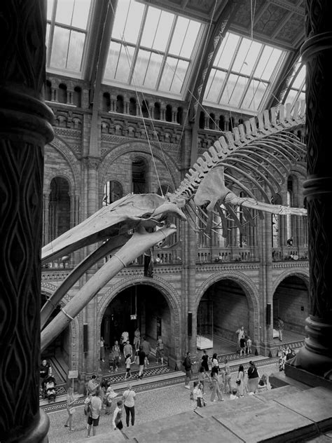 Natural History Museum London In Good Company