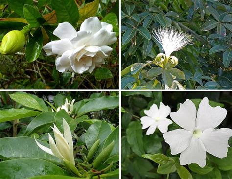 Planting A Garden With All White Tropical Flowers See Photos Dengarden