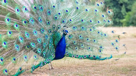 The Best Place To See And Photograph Peacocks In London
