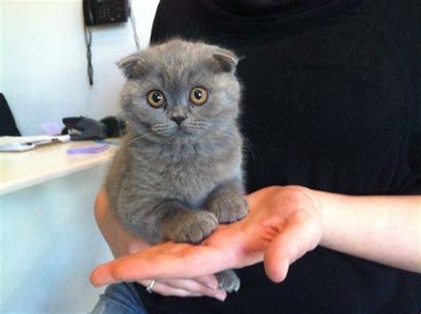 This cat was nicknamed a kangaroo for its favorite habit to sit on hind legs with front paws folded. I want one. Scottish Fold Kittens For Sale New York NY ...