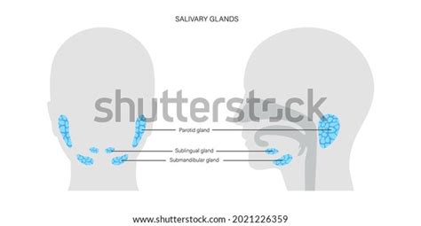 Salivary Gland Human Mouth Parotid Submandibular Stock Vector Royalty