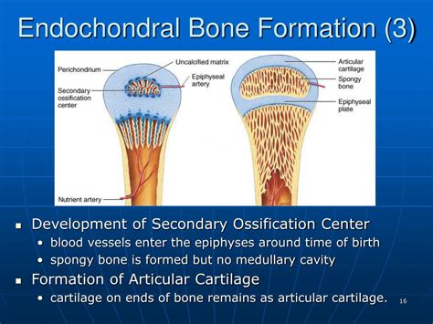 Ppt Chapter 6 The Skeletal Systembone Tissue Powerpoint Presentation