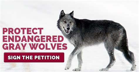 Sign The Petition Protect Endangered Gray Wolves