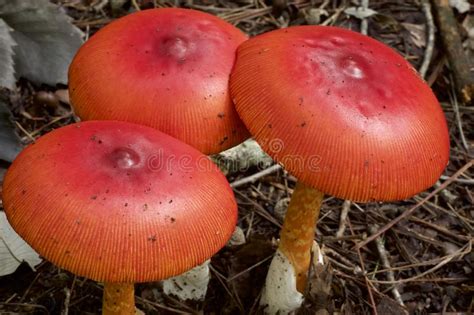 Beautiful Red Mushrooms In Autumn Stock Image Image Of Macro Season
