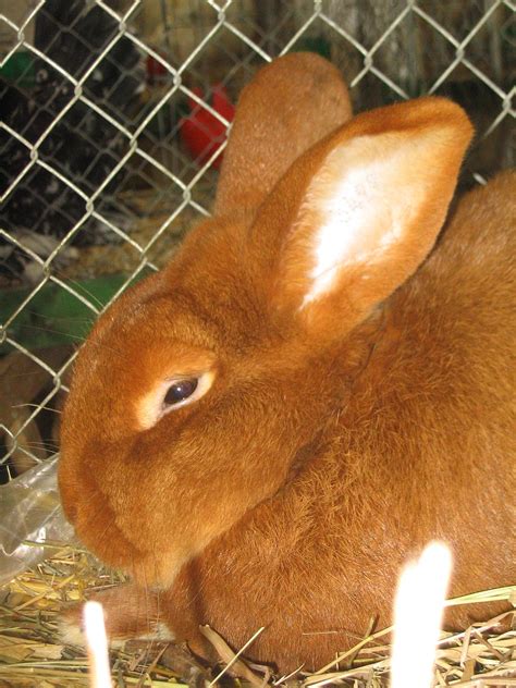 New zealand rabbits are available in three arba recognized colors: New Zealand rabbit - Wikipedia