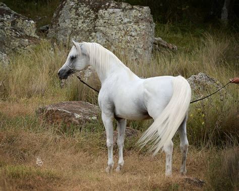 Klass Waho Horse Of The Year Mulawa Arabian Stud Sydney Australia