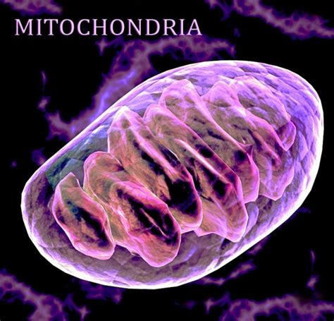 Mitochondrial Dna Ascension Glossary