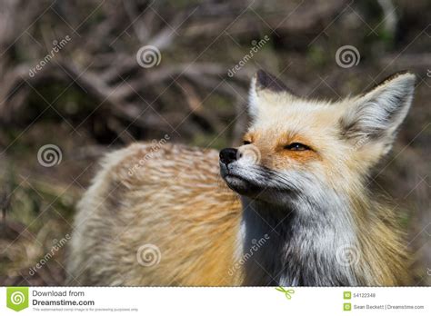 Red Fox Gazing Upward Stock Photo Image Of Ears Wildlife 54122348