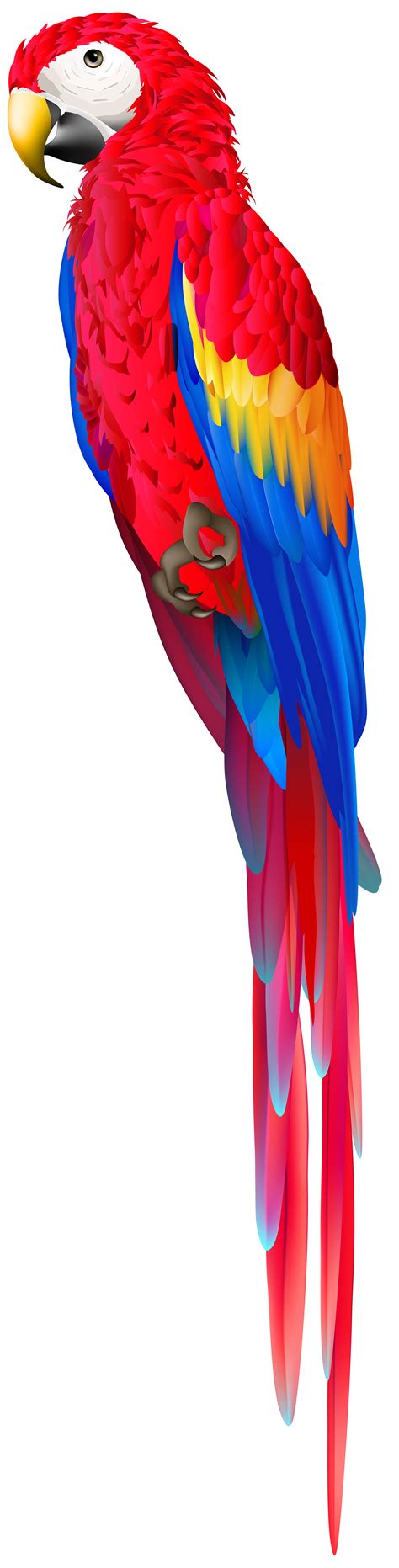 Red Parrot Png Clipart Best Web Clipart Bird Silhouette Art Parrot