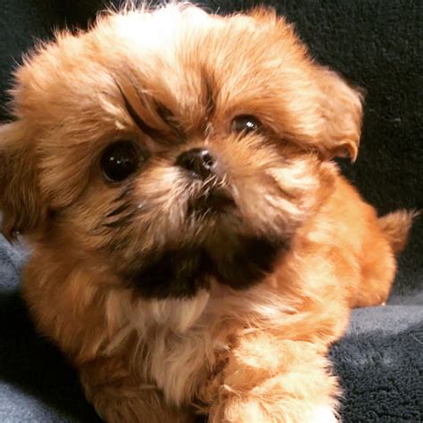 Things We All Admire About The Smart Shih Tzu Puppy Shihtzulovers