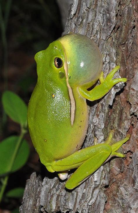 American Green Tree Frog | The Animal Facts | Appearance, Diet, Habitat