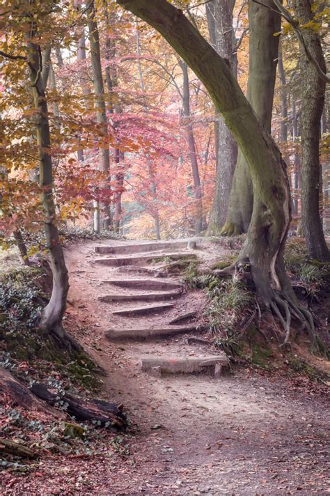 Steps Forest In The Netherlands Photo By Gerard Holtslag Source