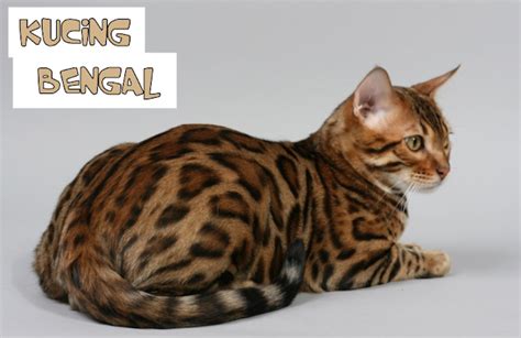 Mengenal Kucing Bengal Kucing Mirip Macan Kecil Yang Langka Zaazza