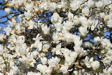 White Magnolia Tree In Full Bloom Stock Photo Image Of Flower