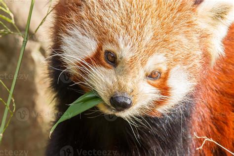 The Red Panda Firefox 1399430 Stock Photo At Vecteezy