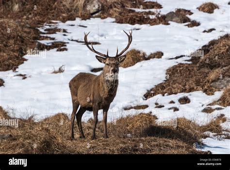 A Red Deer Stag Cervus Elaphus Amongst The Snow In The Scottish