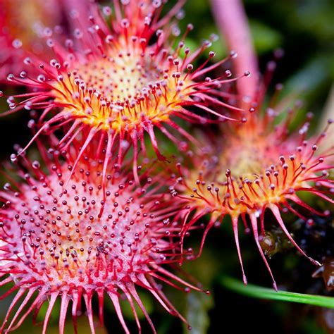 Sundews Australian Native Flowers Carnivorous Plants Australian Flowers